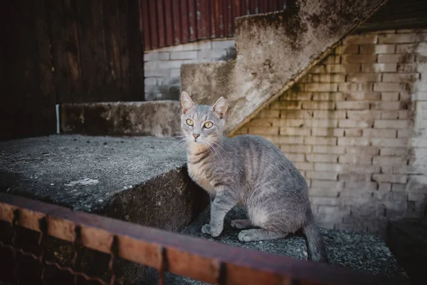 Gato Gris Sentado Las Escaleras Fuera Casa — Foto de Stock
