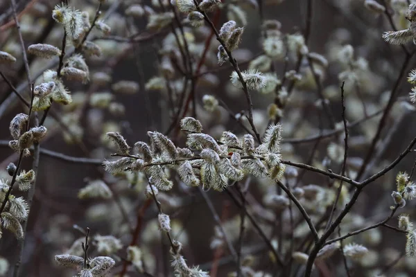 Bloomed Willow Catkins Tree — Stock Photo, Image