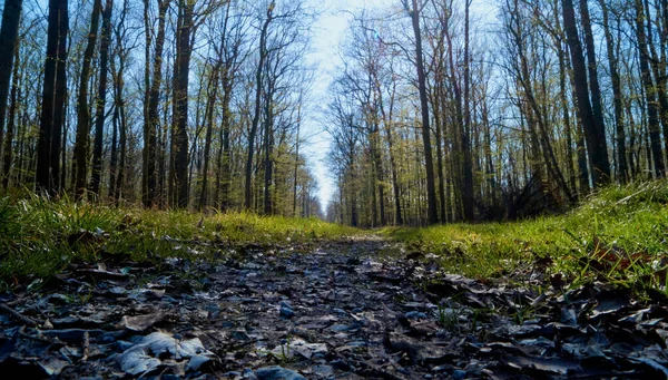 Μια Γραφική Θέα Ενός Μονοπατιού Στο Δάσος Στο Φως Της — Φωτογραφία Αρχείου
