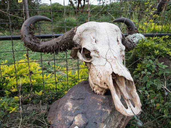 A closeup shot of a cow skull with big antlers on a rock in the garden by a grid fence during daytime in Kenya