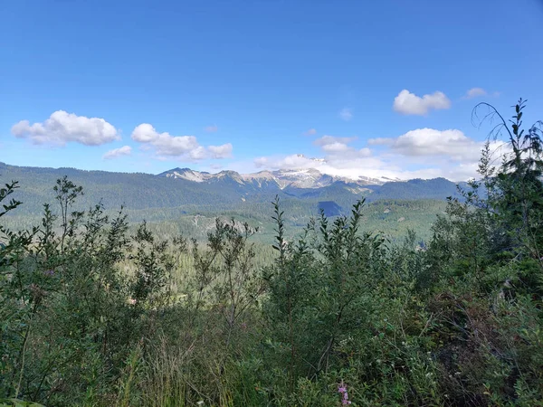 Hermoso Crecimiento Plantas Verdes Puntos Altos Con Montañas Verdes Columbia —  Fotos de Stock
