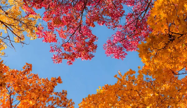 秋の青空を背景にピンクと金色の紅葉の絶景 — ストック写真