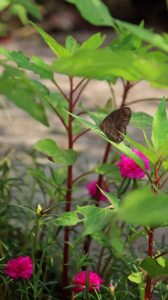 Beautiful Closeup Shot Hermeuptychia Hermes Butterfly Pink Moss Rose Purslane — Stock Photo, Image