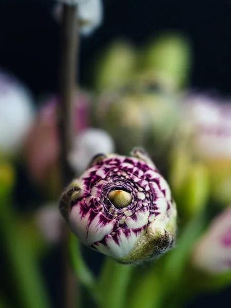Pionowe Ujęcie Białego Fioletowego Wzoru Małego Buttercup Lub Ranunculus Wyizolowanego — Zdjęcie stockowe