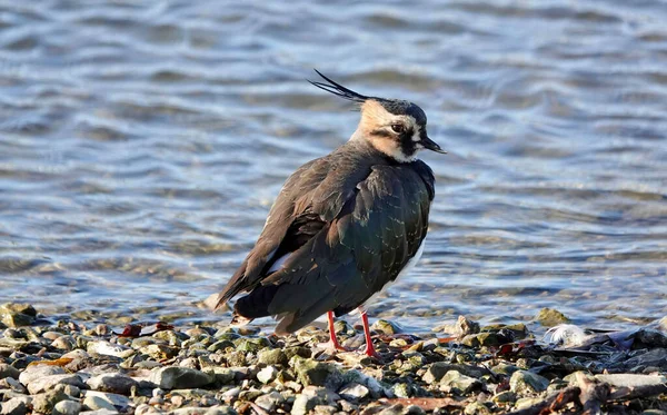 Очаровательная Птица Стоящая Берегу Озера Эссексе Великобритания — стоковое фото
