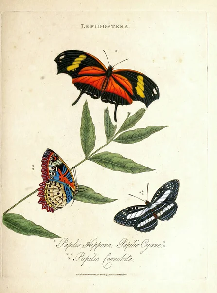 Una Ilustración Vintage Mariposas Para Una Literatura Biología —  Fotos de Stock