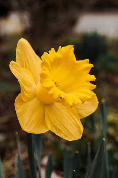 Vertikal Bild Den Vackra Gula Färgen Narcissus Quatrecasas Blomma Trädgården — Stockfoto