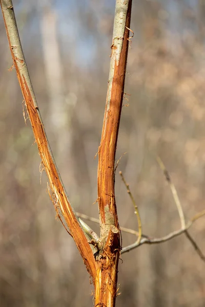 Close Bark Branch Eaten Deer Wild Animal — Stock Photo, Image