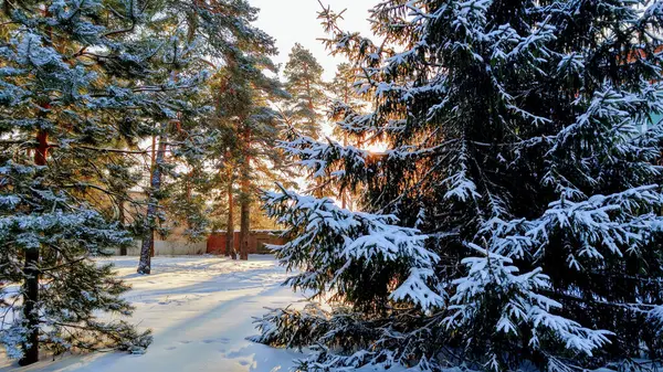 Ein Malerischer Blick Auf Schneebedeckte Kiefern Wald — Stockfoto