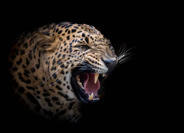 Una Foto Escénica Gato Salvaje Leopardo Sri Lanka Saliendo Oscuridad — Foto de Stock
