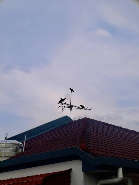 Tiro Vertical Telhado Casa Pássaro Uma Antena Contra Céu Azul — Fotografia de Stock