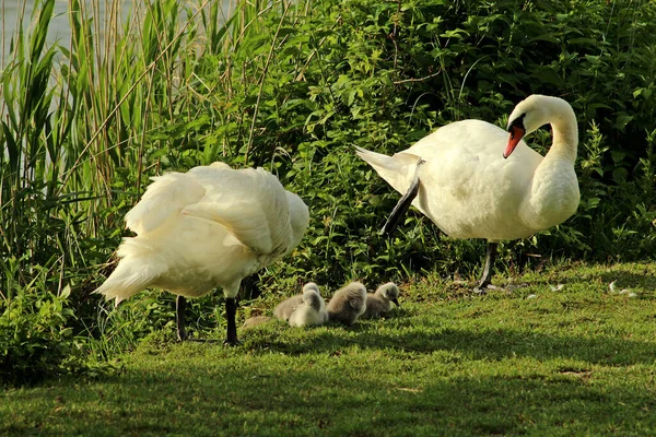 Primer Plano Dos Cisnes Blancos Caminando Por Suelo Cubiertos Hierba — Foto de Stock