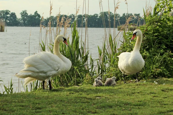 Närbild Två Vita Svanar Som Går Marken Täckt Med Grönt — Stockfoto