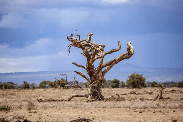 Arbre Desséché Dans Désert Comté Kajiado Kenya — Photo