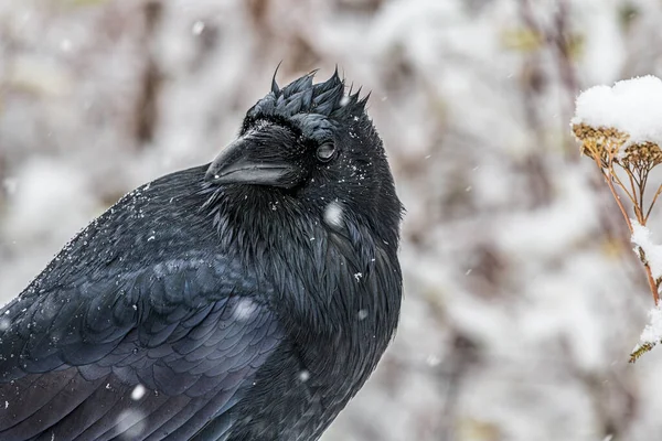 Närbild Korpen Vintern Kanadensisk Natur — Stockfoto