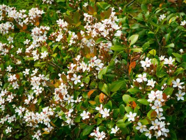 Hint Hawthorn çalılığına yakın çekim