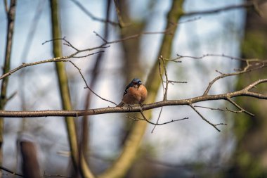 Ağaç dalında tatlı bir Chaffinch