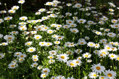 Güneşli bir günde yeşil çayırlarda güzel papatyalar