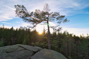 Tek bir çam ağacı bir kayanın üzerinde yetişir ve aşağıda yoğun bir orman vardır.