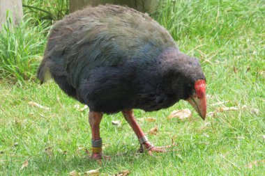 Çimlerin üzerinde bir Takahe kuşunun yakın plan çekimi.