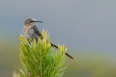 Yeşil bir dala tüneyen bir tatlı kuşun sığ odağı