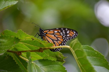 Güney kral kelebeği (Danaus erippus) Arjantin, Güney Amerika 'ya ev sahipliği yapar