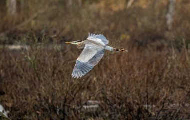 Bulanık bir arka planda, ormanda suyun üzerinde uçan mavi bir balıkçıl.