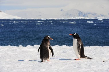 Antarktika 'da su ve dağlarla kaplı karlı bir sahilde bir grup penguen.