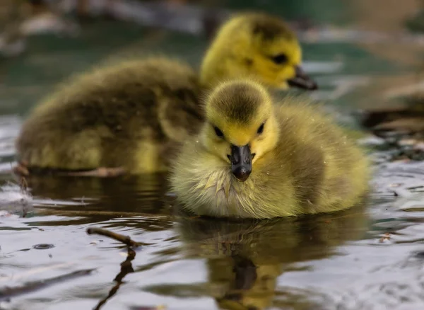 Gros Plan Canetons Domestiques Mignons Jaunes Nageant Dans Eau — Photo