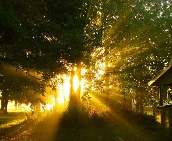 Крупный План Утреннего Солнца Сияющего Сквозь Деревья — стоковое фото