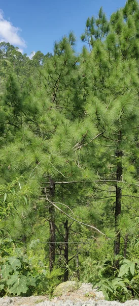 Belle Fronti Alberi Sfondo Alte Montagne — Foto Stock