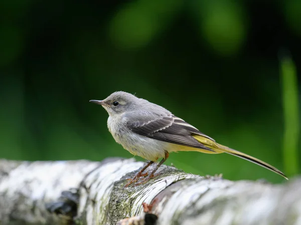 Mountain Bird Wagtail Sitting Tree Trunk Sunny Day Blurred Background — Stock Photo, Image
