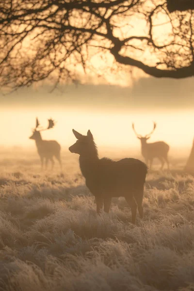 Plan Vertical Silhouettes Cerfs Coucher Soleil — Photo