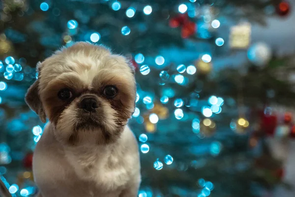 Adorável Shih Tzu Contra Bokeh Luzes Natal — Fotografia de Stock