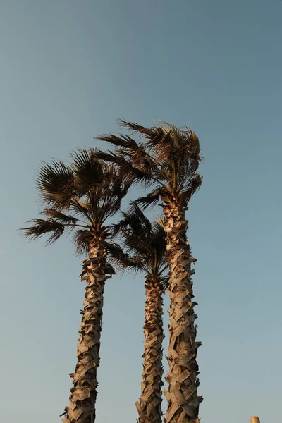 Tiro Vertical Das Palmas Das Mãos Califórnia Fundo Azul Céu — Fotografia de Stock