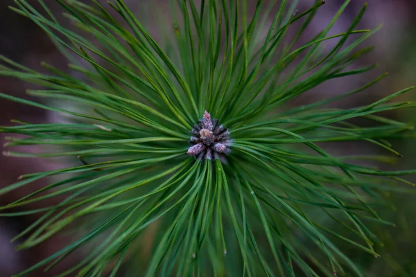 Primer Plano Del Árbol Pinus — Foto de Stock