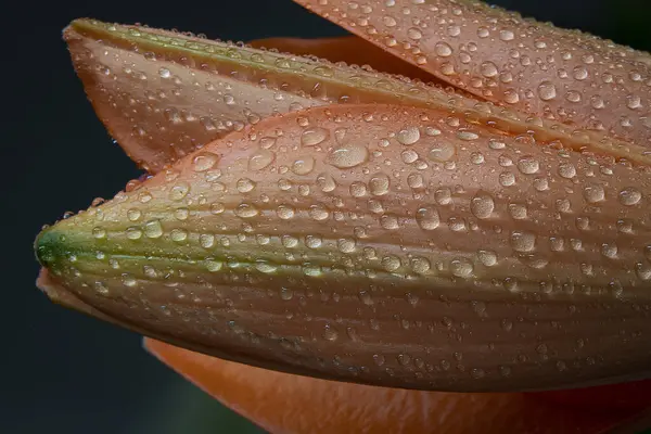 Tiro Close Uma Flor Lírio Laranja Pétalas Gotas Água Isoladas — Fotografia de Stock