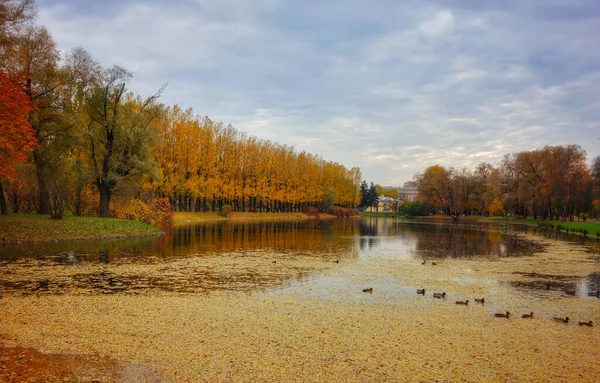 Prachtig Uitzicht Eenden Die Zwemmen Een Vijver Een Herfstpark Sint — Stockfoto