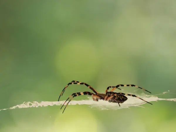 Een Verticaal Spinnenschot Een Web Tegen Een Wazige Achtergrond — Stockfoto
