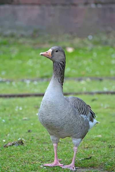 Close Greylag Goose Standing Fresh Grass Vertical — Stock Photo, Image