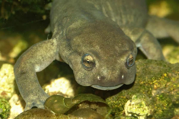 Nahaufnahme Eines Wassermännchens Des Vom Aussterben Bedrohten Semirechensk Salamanders Ranodon — Stockfoto