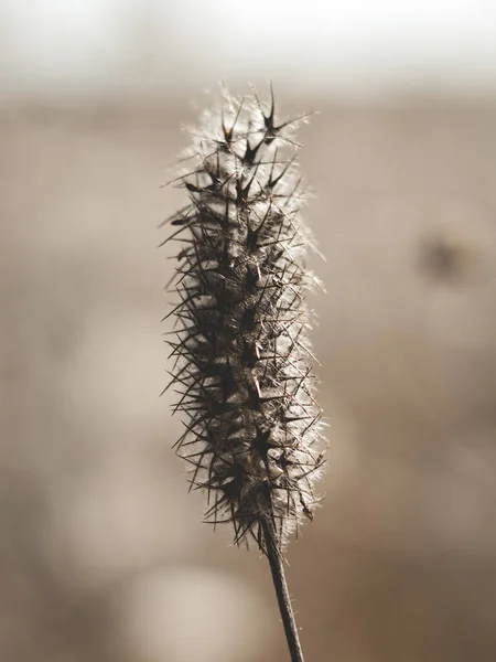 Eine Flache Fokusaufnahme Einer Trifolium Arvense Pflanze Garten Einem Sonnigen — Stockfoto