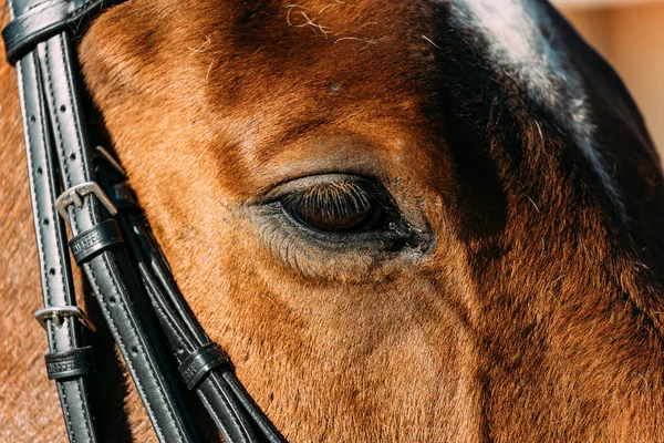 Porträt Eines Entzückenden Braunen Pferdes Mit Schwarzem Zaumzeug — Stockfoto