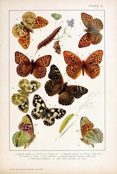 白地に集められた蝶の縦型の19世紀のヴィンテージイラスト — ストック写真