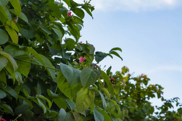 Valikoiva Keskittyä Laukaus Vihreät Lehdet Pieniä Vaaleanpunaisia Kukkia — kuvapankkivalokuva