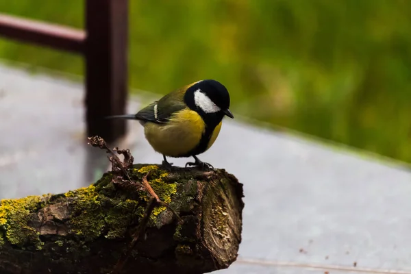 Tomtit Podzimním Dvorku Hledá Jídlo — Stock fotografie