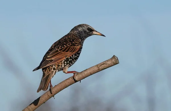 A Shallow focus of a starling bird on a twig