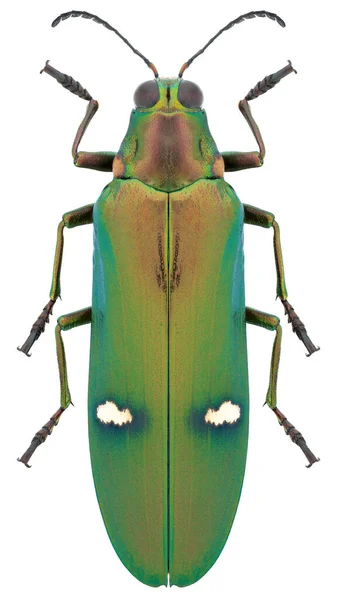 Juweelkever Megaloxantha Bicolor Subsp Othanii — Stockfoto