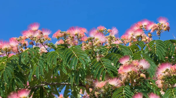 Acacia Albizia Albizia Julibrissin Ornamental Deciduous Tree Pink Slightly Fragrant — Stock Photo, Image