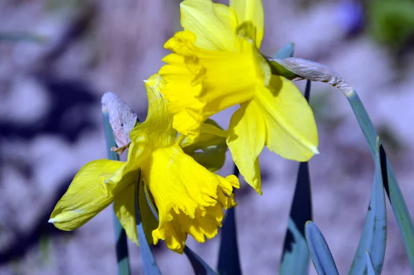 Gros Plan Narcisse Jaune — Photo